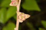 Smallflower pawpaw